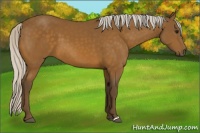 Horse Color:Silver Buckskin 