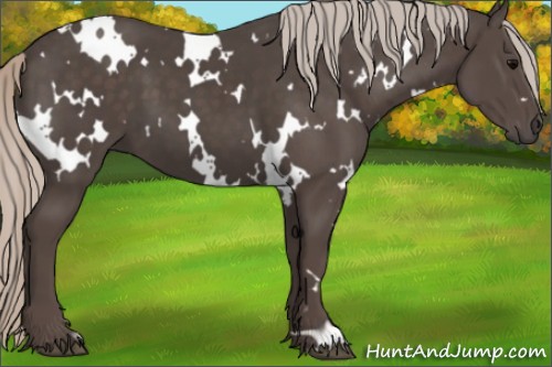 Horse Color:White Spotted Silver Black 
