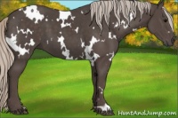 Horse Color:White Spotted Silver Black 