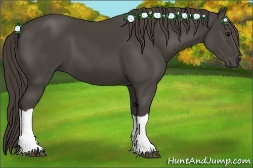 Horse Color:Smoky Black 