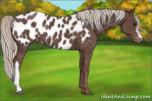 Horse Color:Silver Black Appaloosa 