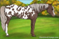 Horse Color:Silver Black Near Leopard 