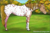 Horse Color:Painted White Spotted Chestnut Appaloosa Rabicano 