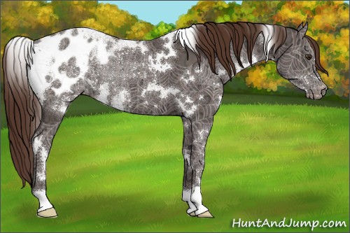 Horse Color:White Spotted Liver Chestnut Ice Appaloosa 