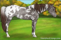 Horse Color:White Spotted Liver Chestnut Ice Appaloosa 