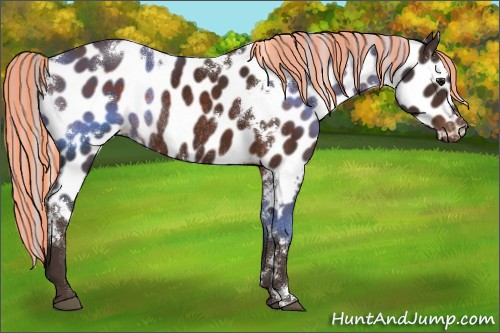 Horse Color:Painted White Spotted Silver Brown Appaloosa Rabicano 