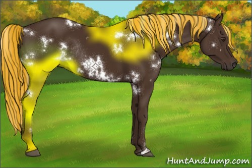 Horse Color:Painted White Spotted Liver Chestnut Rabicano 