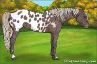 Horse Color:Silver Bay Ice Roan Sabino Appaloosa 
