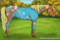 Horse Color:Painted White Spotted Silver Bay Rabicano 