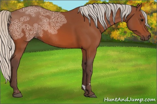 Horse Color:Silver Bay Ice Sabino Rabicano 