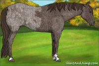 Horse Color:Liver Chestnut Ice Sabino Rabicano 