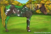 Horse Color:Painted White Spotted Liver Chestnut Rabicano