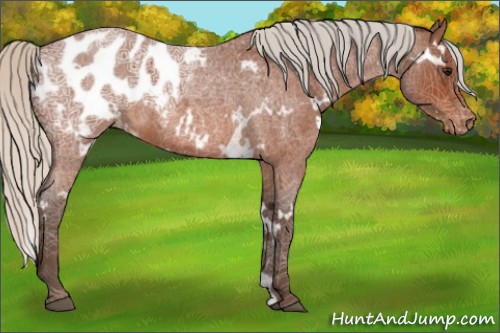 Horse Color:White Spotted Silver Bay Ice Roan Appaloosa 