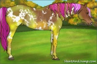 Horse Color:Painted White Spotted Chestnut Rabicano 