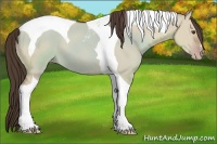 Horse Color:Classic Champagne Dun Tobiano 