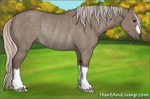 Horse Color:Silver Grullo Rabicano