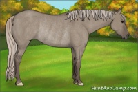 Horse Color:Silver Grullo Rabicano 