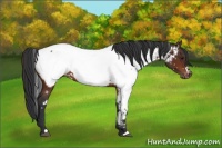 Horse Color:White Spotted Bay Near Fewspot 