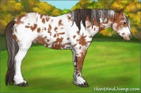 Horse Color:White Spotted Bay Frame Appaloosa 
