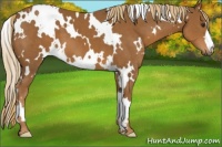 Horse Color:White Spotted Chestnut 