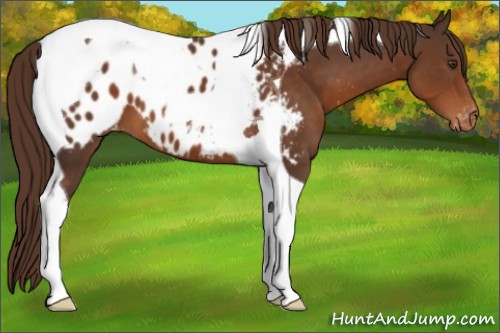 Horse Color:Liver Chestnut Tobiano Appaloosa 