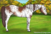 Horse Color:White Spotted Chocolate Bay 