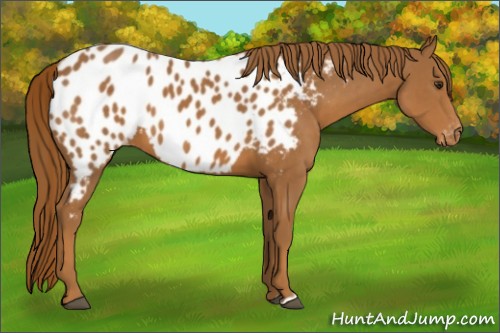Horse Color:Chestnut Appaloosa 