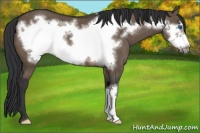 Horse Color:Brown Dun Frame