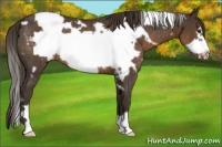 Horse Color:White Spotted Liver Chestnut Frame Appaloosa Rabicano 