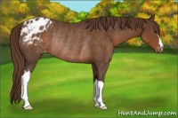 Horse Color:Liver Chestnut Blanket Rabicano