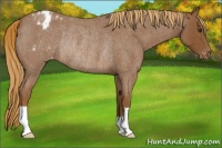 Horse Color:Red Roan Appaloosa Rabicano 