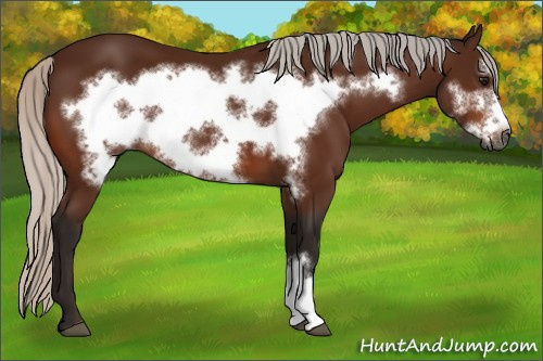 Horse Color:Gray Silver Bay Frame