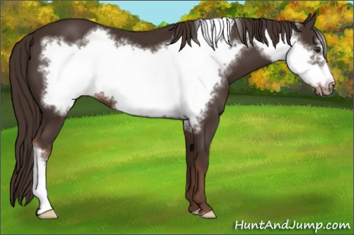 Horse Color:Liver Chestnut Frame 