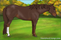 Horse Color:Gray Chestnut 