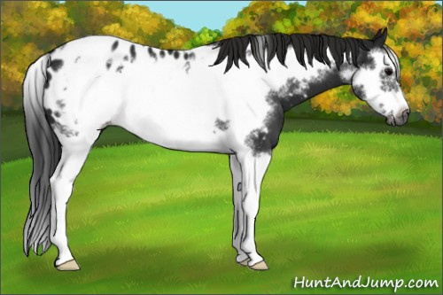 Horse Color:Gray Blue Roan Splash Frame Appaloosa