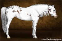 Horse Color:Brown Splash Tobiano Frame Appaloosa 