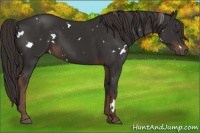 Horse Color:White Spotted Liver Chestnut Sabino Rabicano 