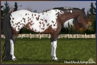 Horse Color:Brown Tobiano Near Leopard Rabicano 
