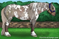 Horse Color:White Spotted Silver Blue Roan 