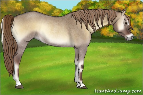 Horse Color:Liver Red Dun Roan Onyx Rabicano 