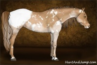 Horse Color:White Spotted Liver Chestnut Pearl Appaloosa 