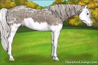 Horse Color:Silver Black Ice Splash 