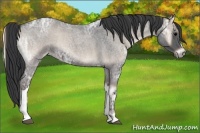 Horse Color:Blue Onyx Ice Roan 