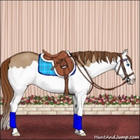 Horse Color:Red Dun Splash Appaloosa 