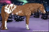Horse Color:Chestnut Appaloosa