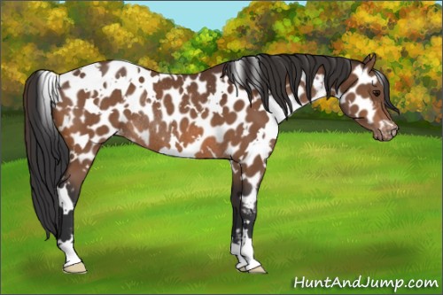 Horse Color:White Spotted Bay Appaloosa Rabicano 