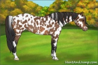 Horse Color:White Spotted Bay Appaloosa Rabicano