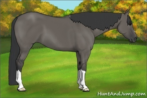 Horse Color:Grullo 