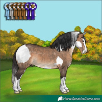 Horse Color:Bay Dun Splash Appaloosa  and Bay Dun Splash 