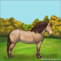 Horse Color:Bay Dun Varnish 